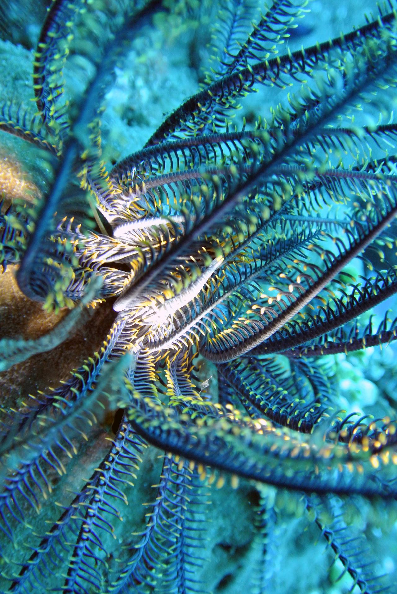 발리에서 마지막 다이빙