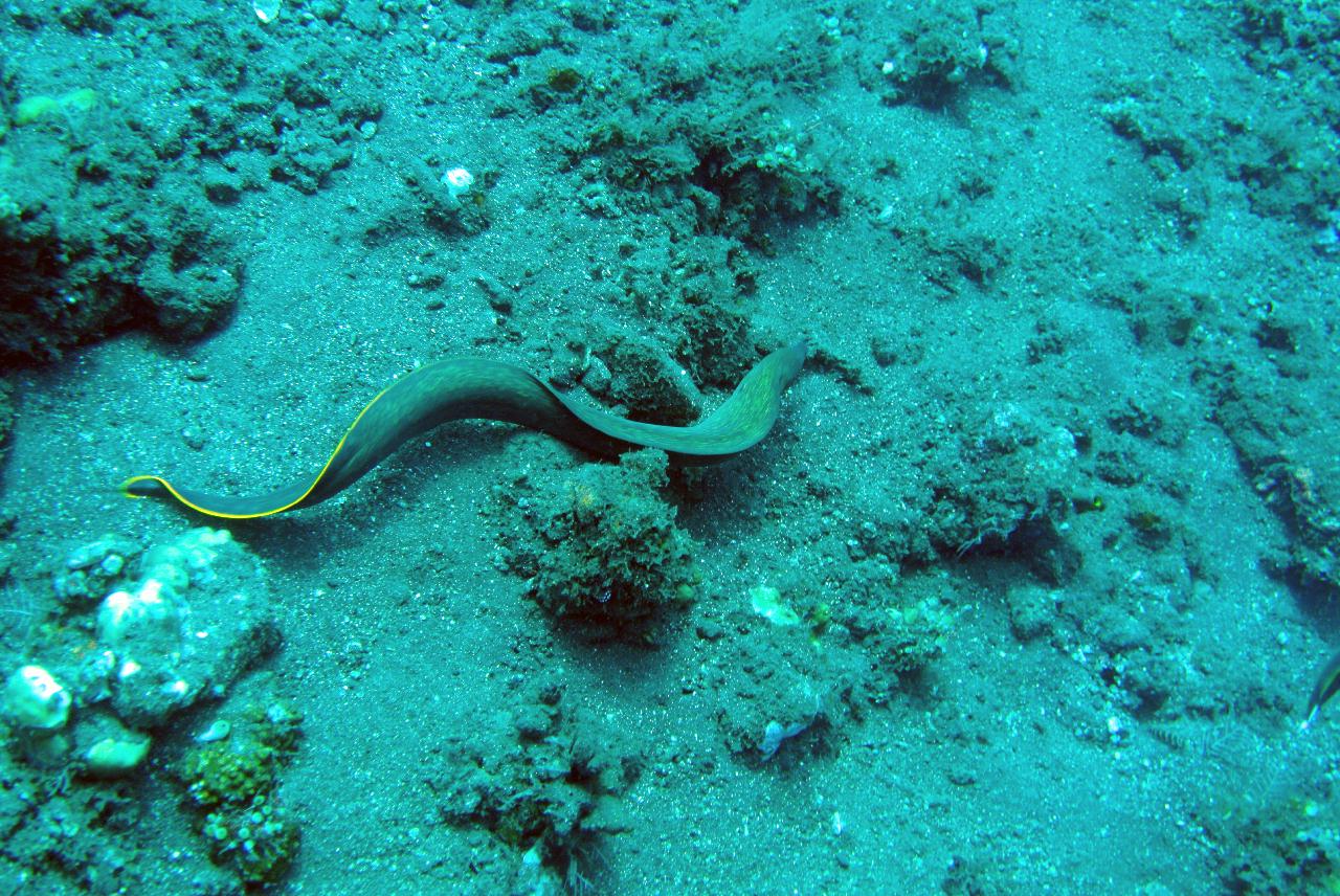 발리에서 마지막 다이빙