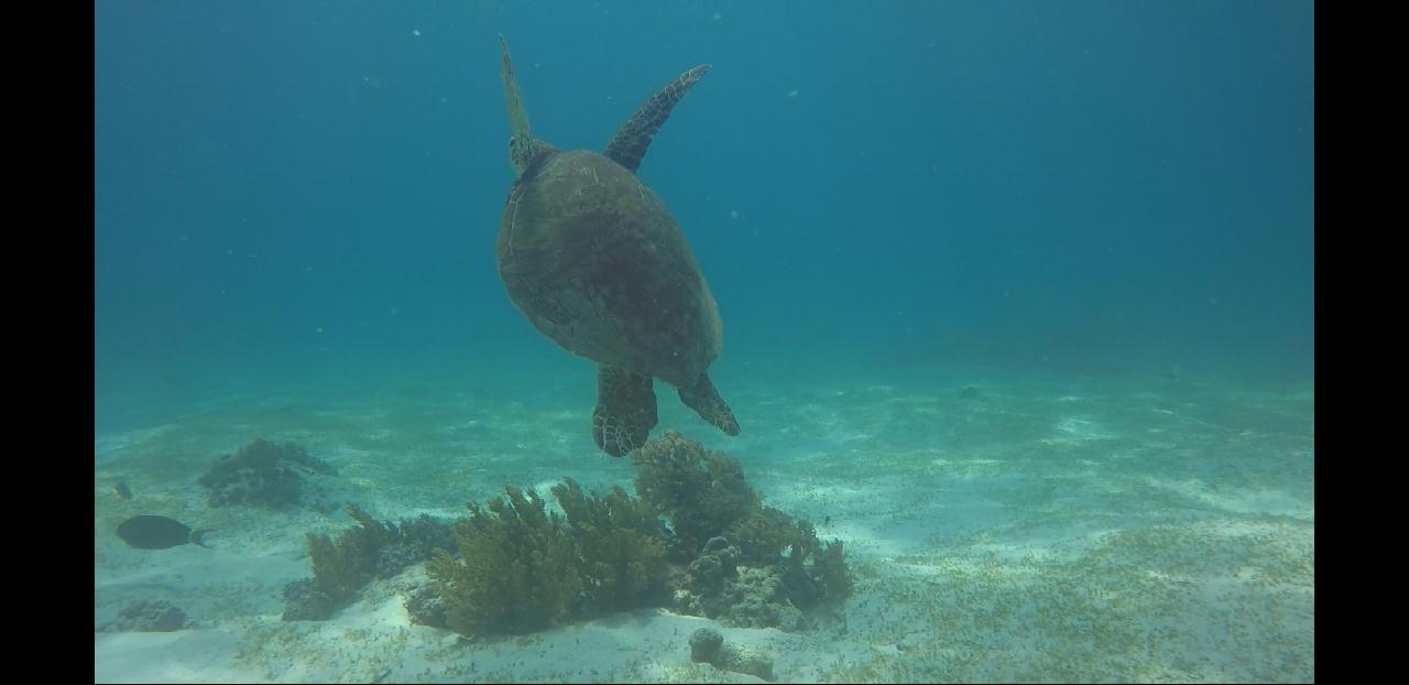 필리핀,보홀 - Balicasag Diver