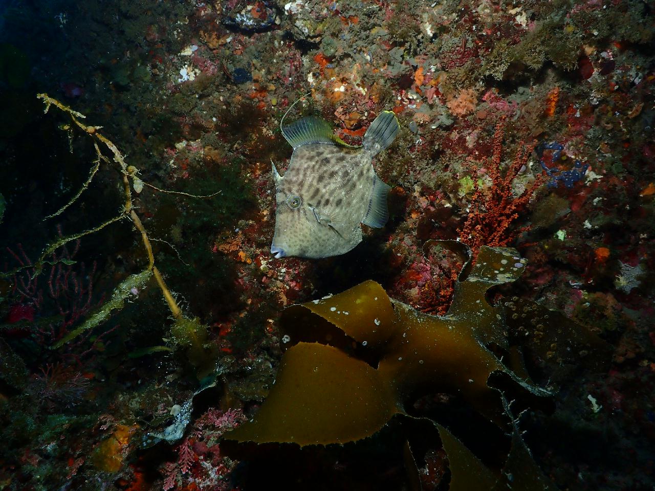  니모를 찾아서 섶섬 작은 한개창으로~