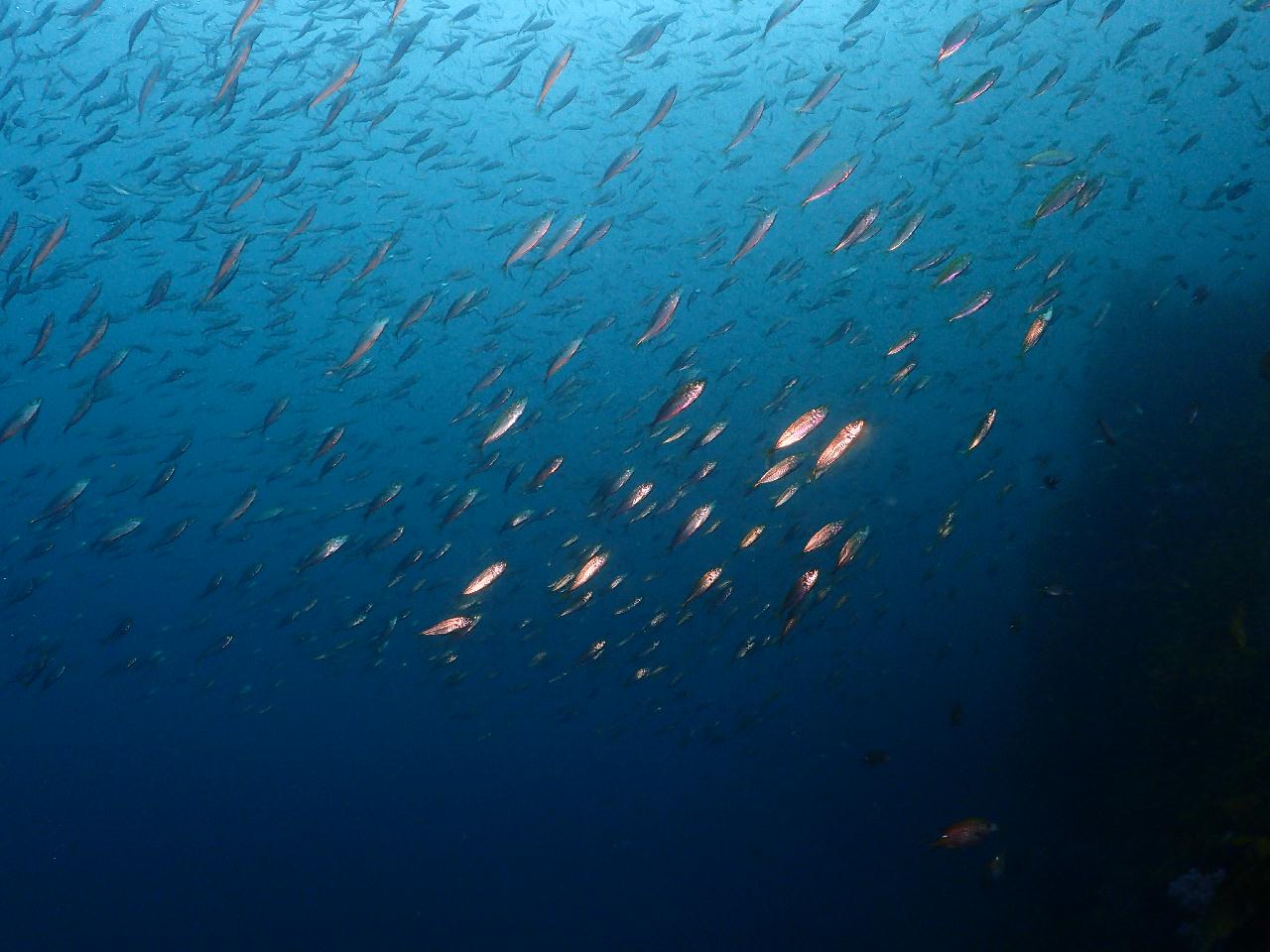  니모를 찾아서 섶섬 작은 한개창으로~