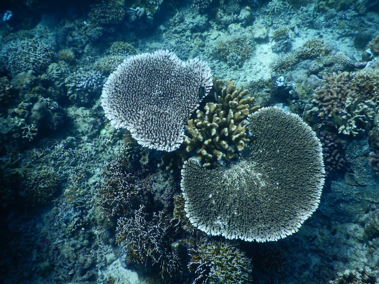 필리핀 민도르 사방비치