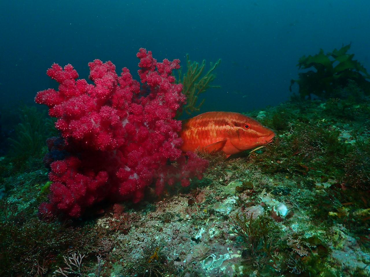 알록달록 범섬 수중세상