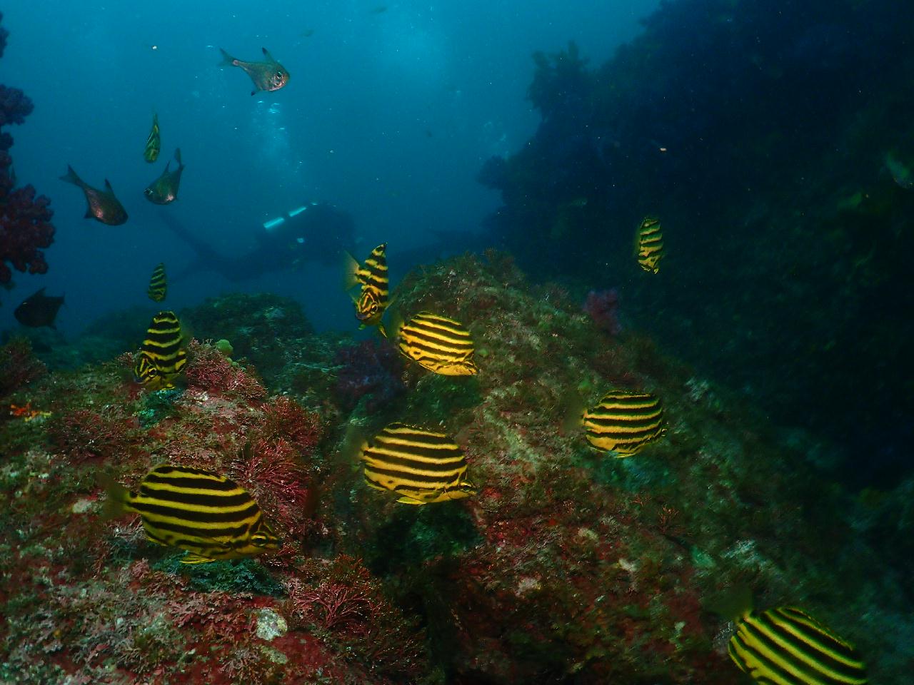 알록달록 범섬 수중세상