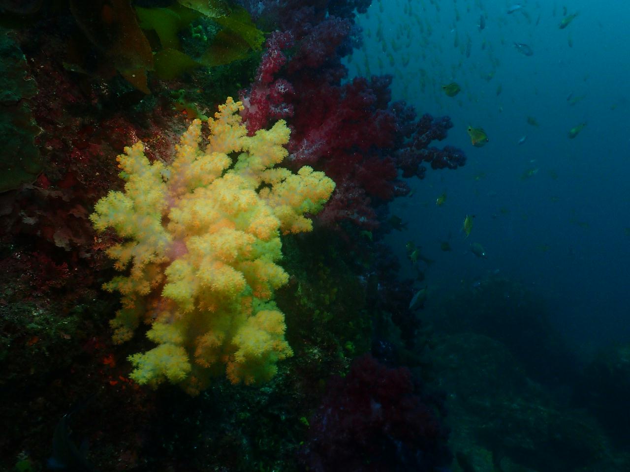 알록달록 범섬 수중세상