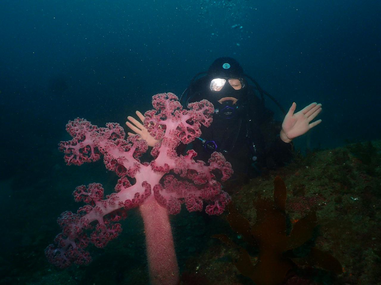 알록달록 범섬 수중세상