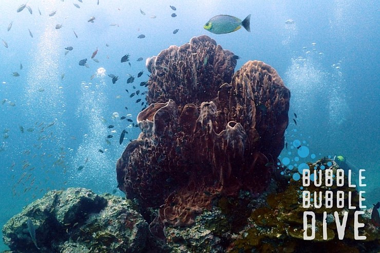 피피섬 펀다이빙3. 고래상어님 안나오심