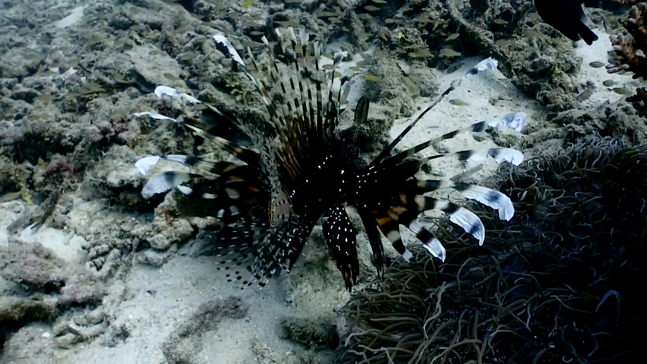 Bohol Blue Water Dive Resort Panglao Is. P.P.B