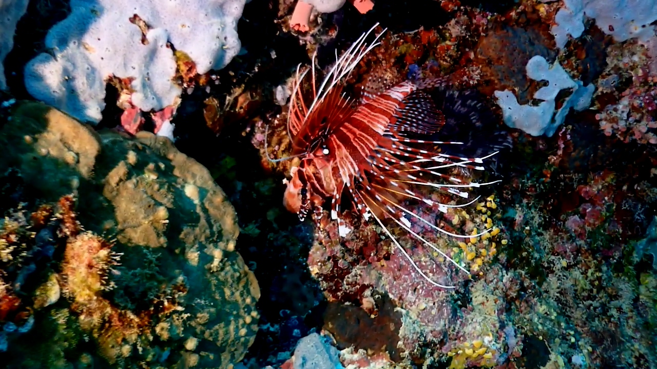 Bohol Blue Water Dive Resort Panglao Is. House Reef.