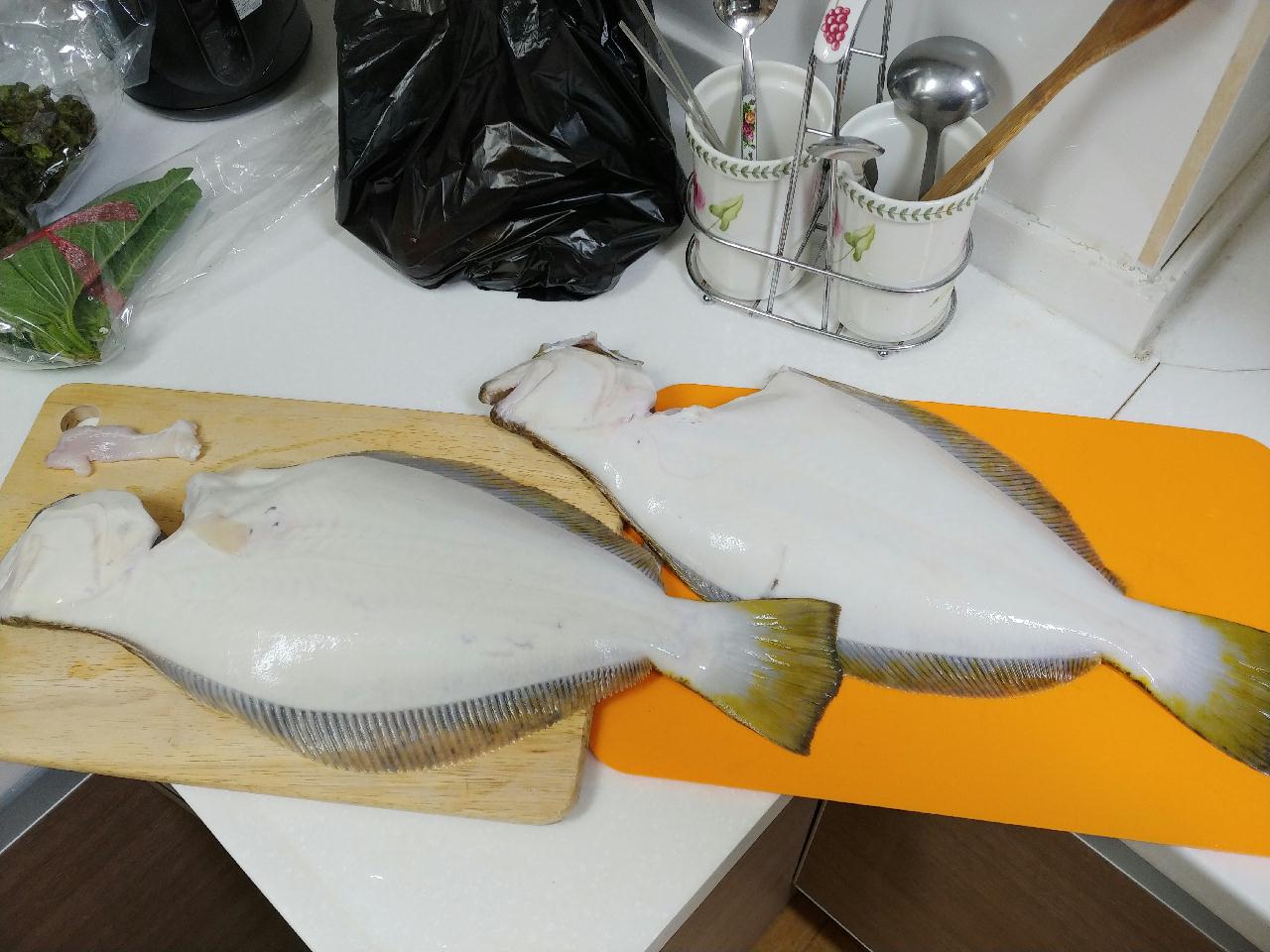 첫 광어