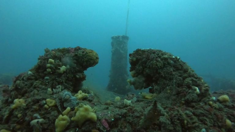 영덕 대진리조트 - 난파선 & 대게