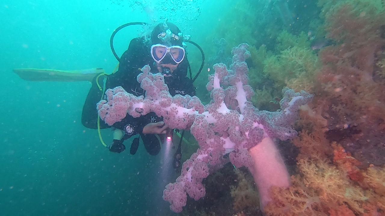 줄도화돔 무리들과 함께 다이빙