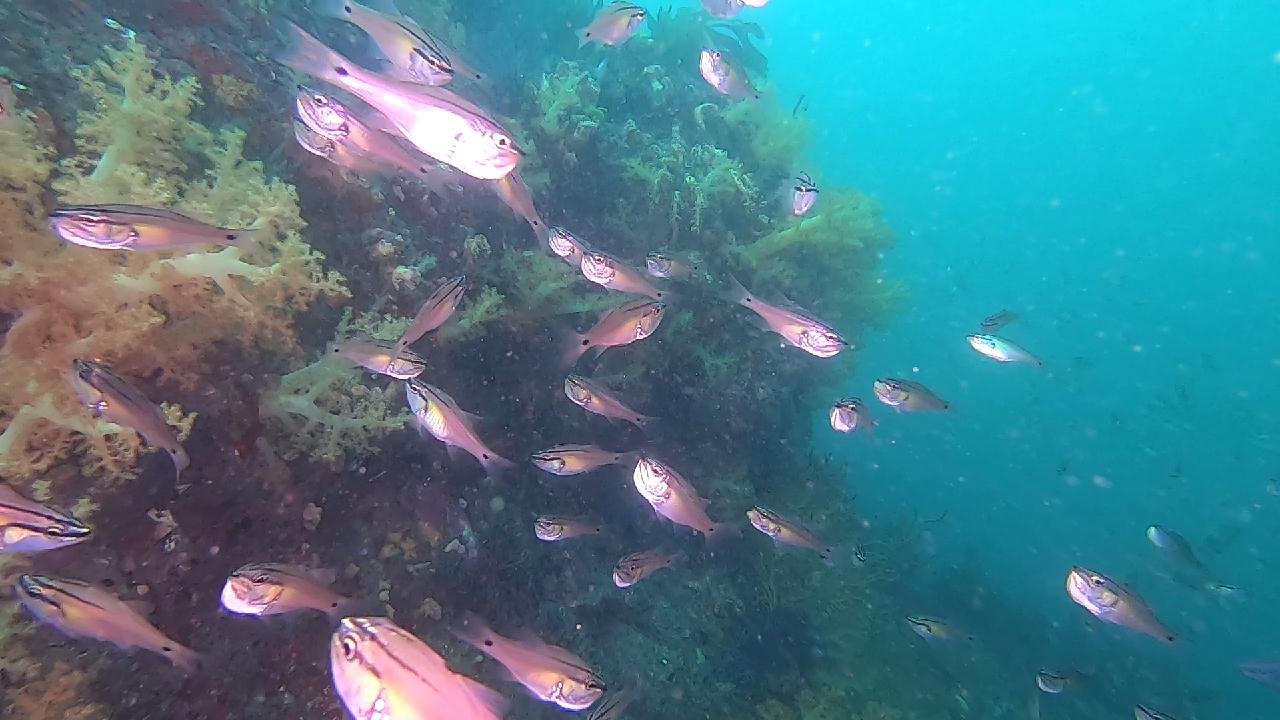 줄도화돔 무리들과 함께 다이빙