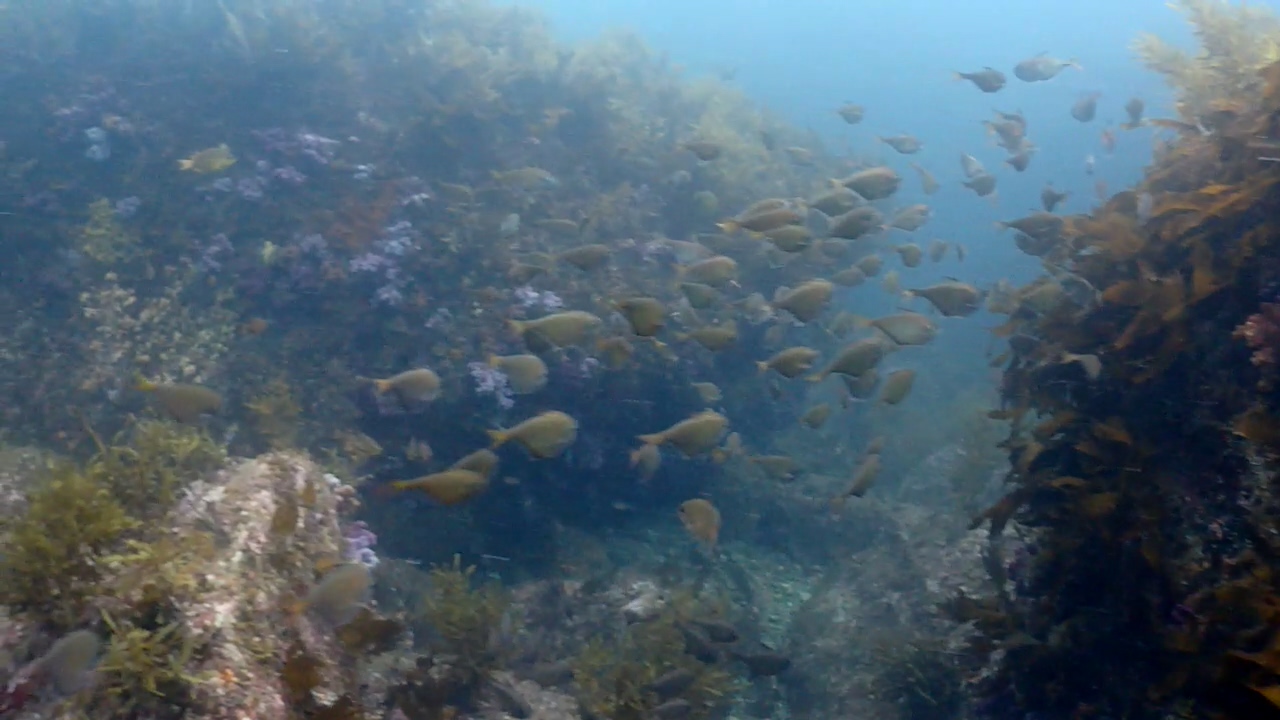 제주 찰스다이브 문섬, 새끼섬 교육포인트