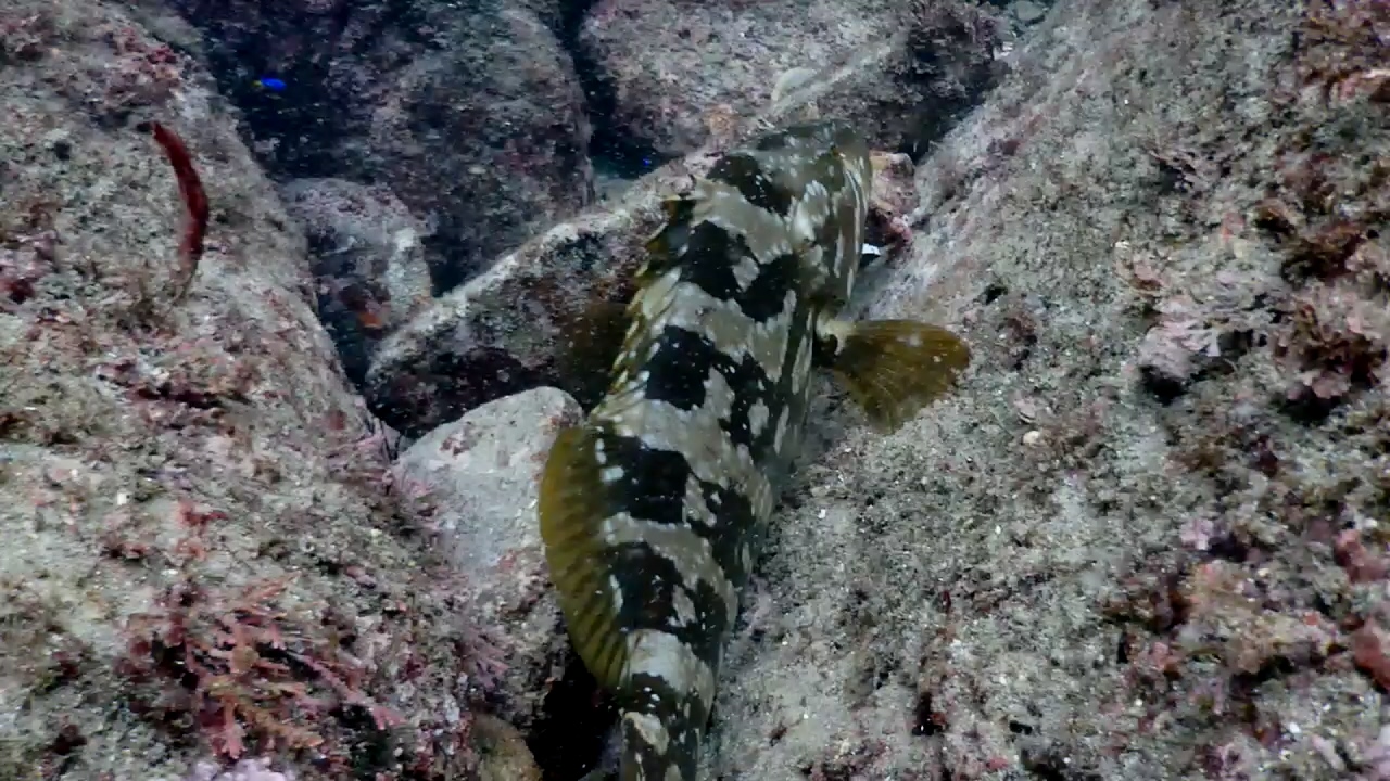 제주 찰스다이브 숲섬 니모서식지