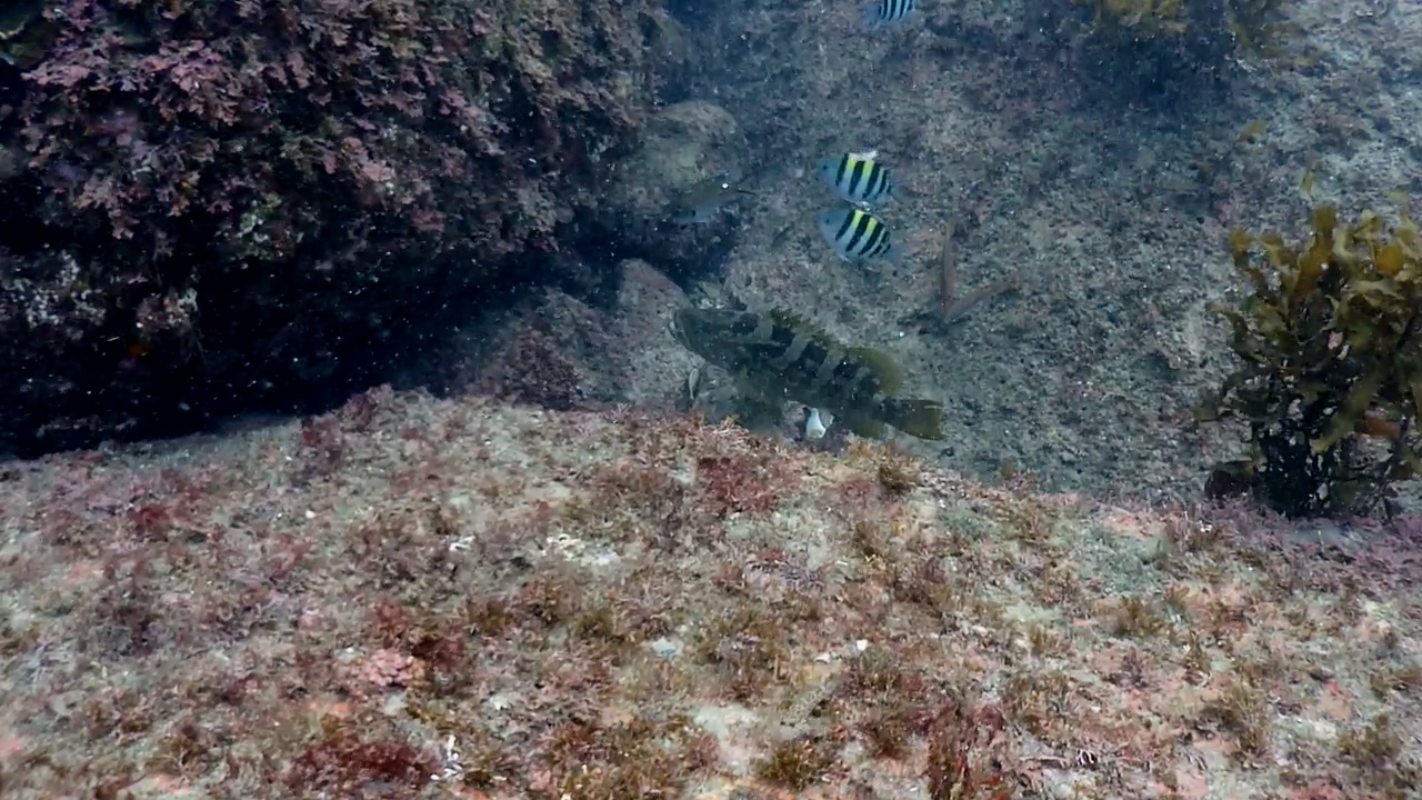 제주 찰스다이브 숲섬 니모서식지