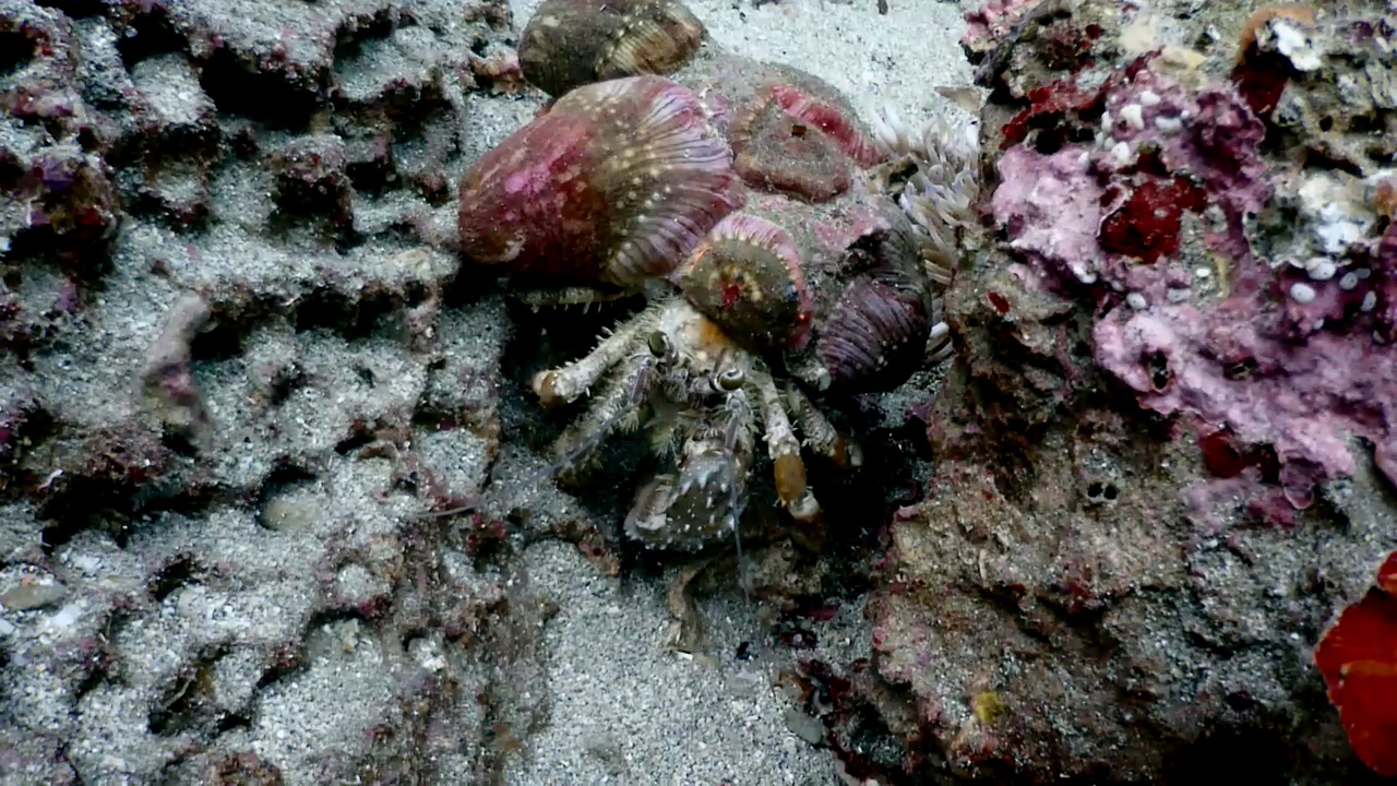 제주 찰스다이브 숲섬 니모서식지