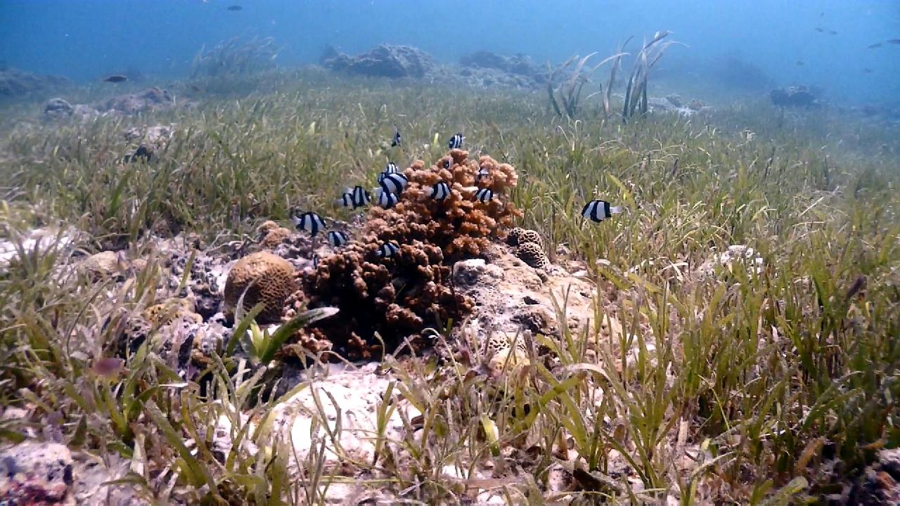 Cebu Blue sea Dive, Hilutungan-1