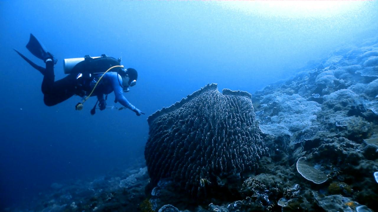Cebu Blue sea Dive, Coral Reef.