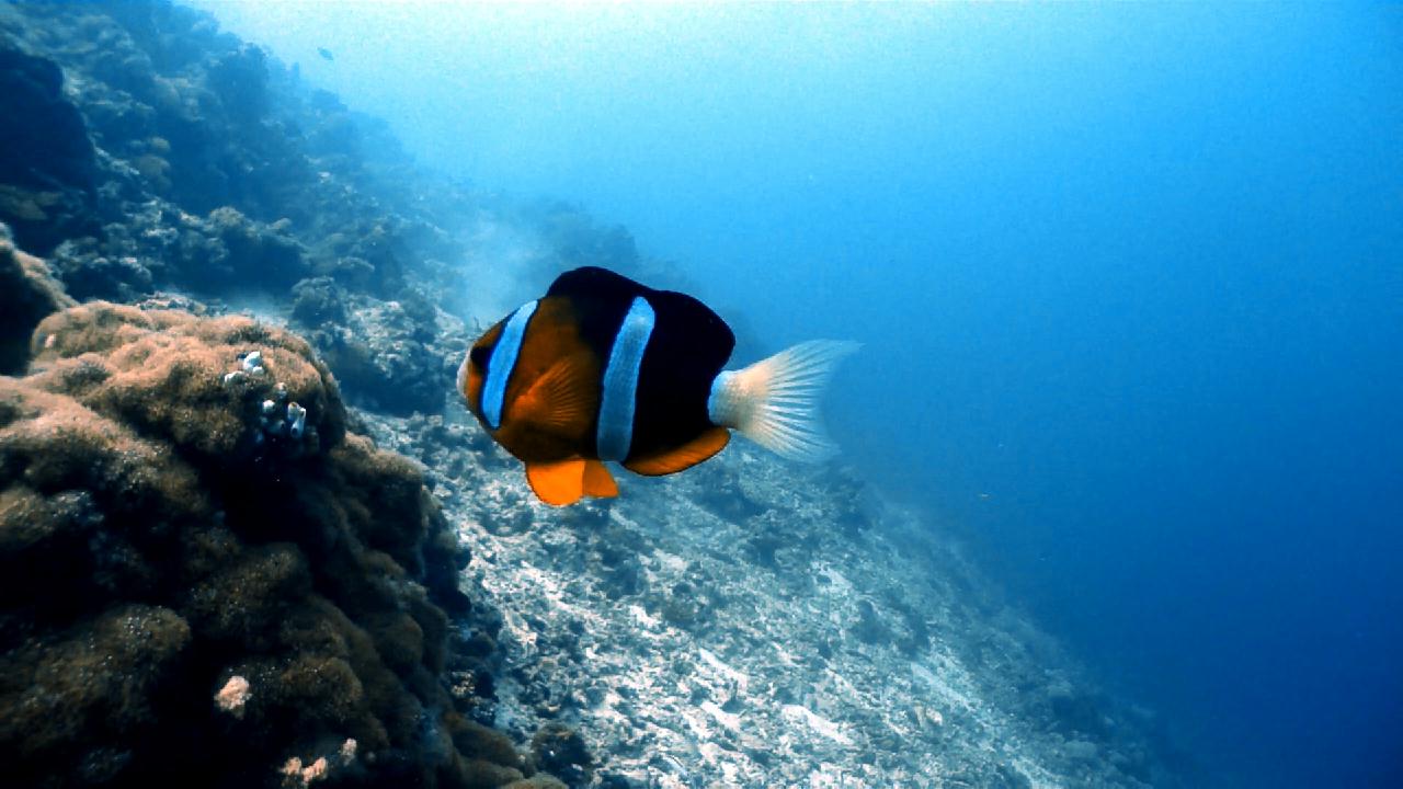Cebu Blue sea Dive, Coral Reef.