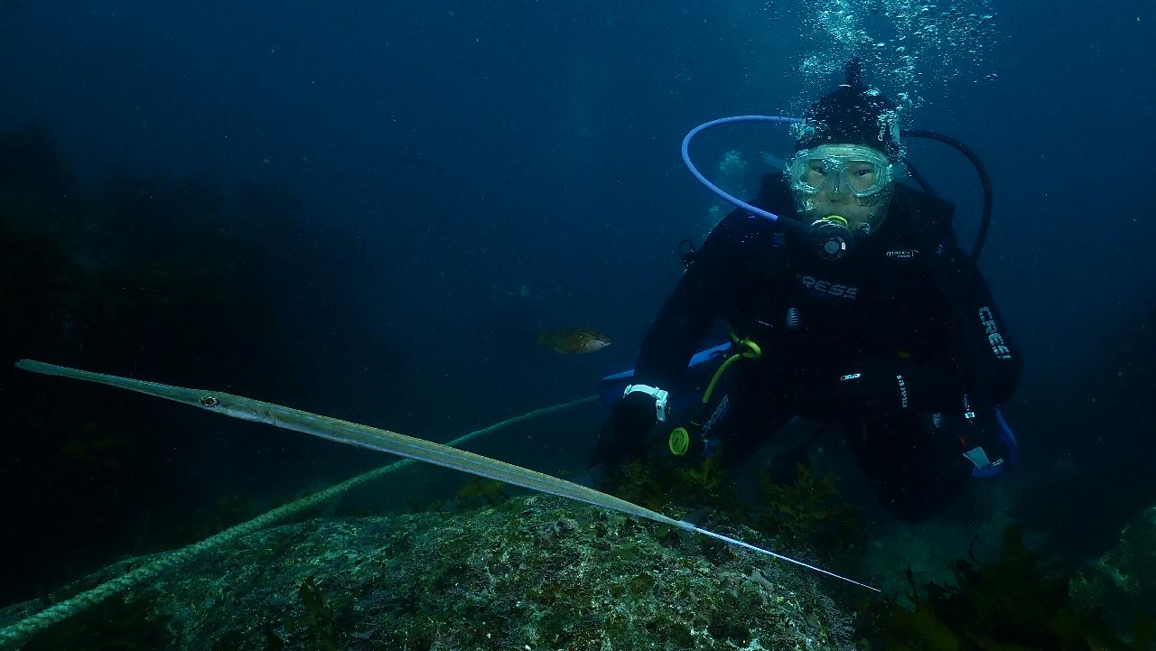 범섬 펀다이빙2