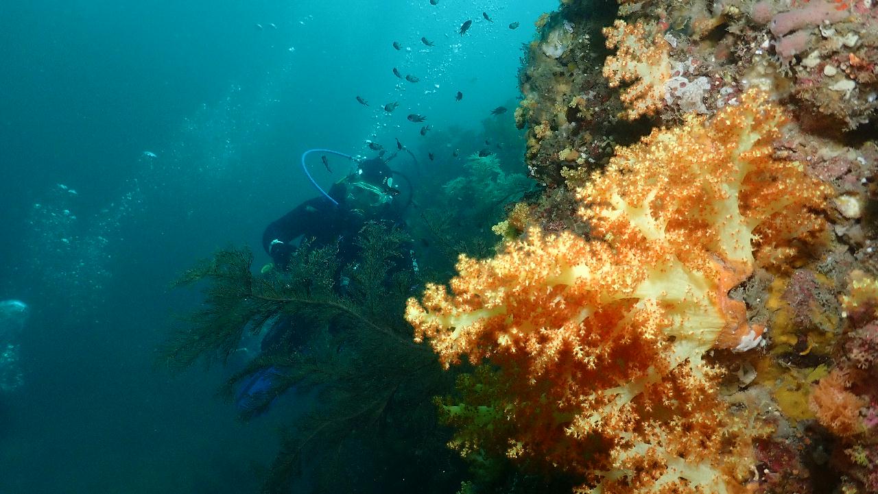 범섬 펀다이빙2