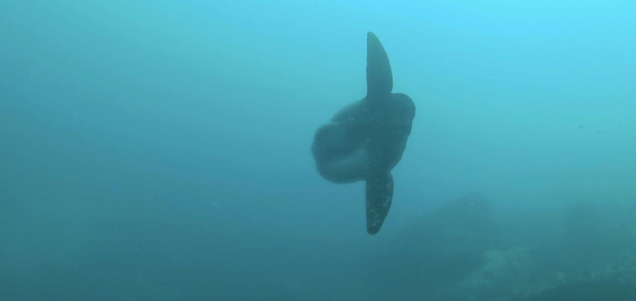 블루코너 / 인도네시아 발리