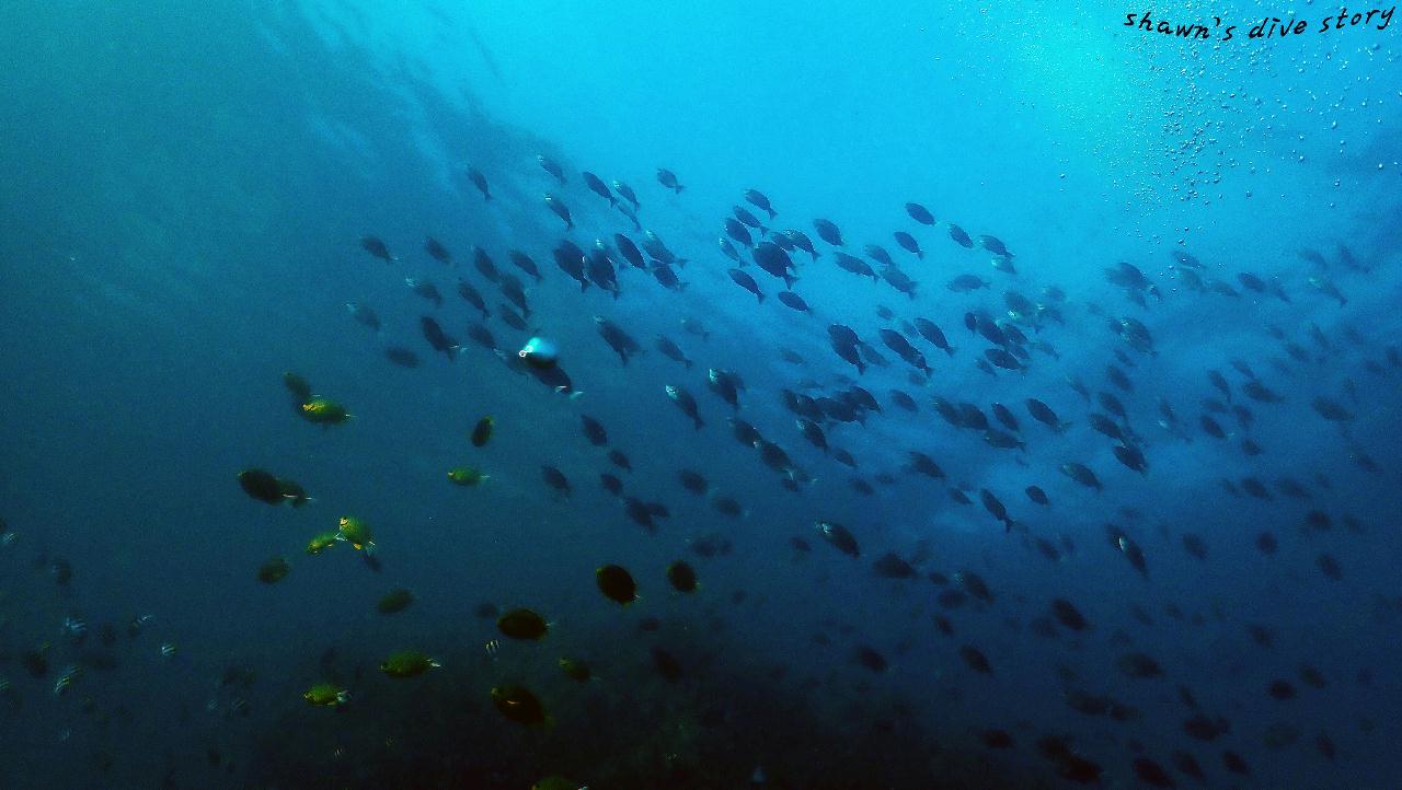 문섬 두번째 다이빙