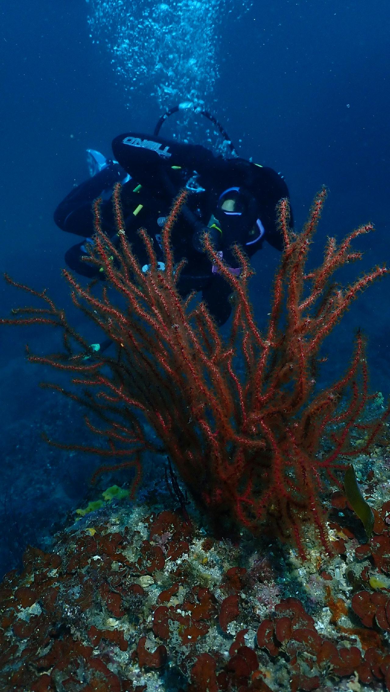 practicing 24 skills demo for Padi Master course at Seop island 