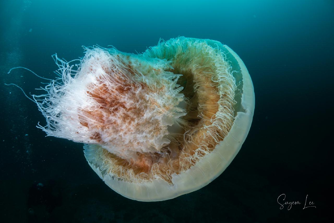 교암 베짱이 리조트 - 우럭대기