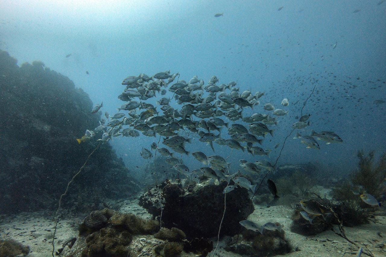 Koh Tao - South west Pinnacle