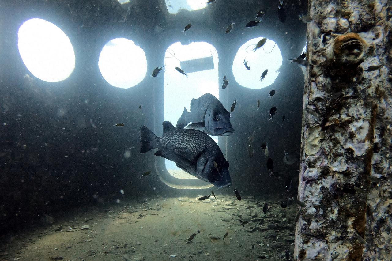 Koh Tao - The wreck