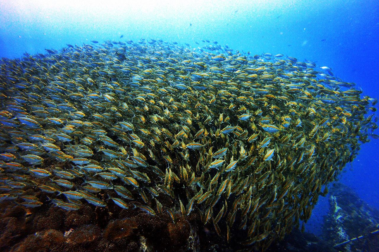 Koh Tao - Chumphon