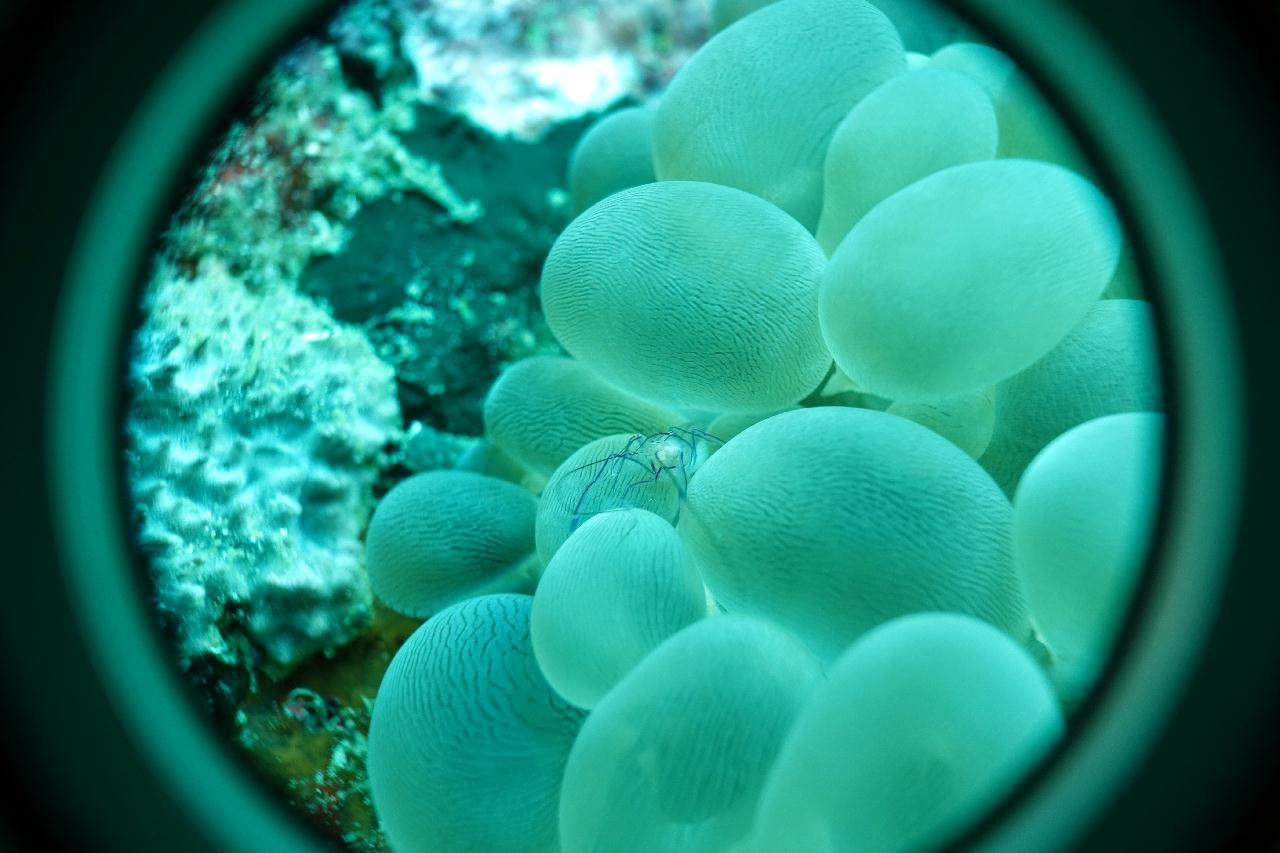 스쿠버블  - 하우스리프 