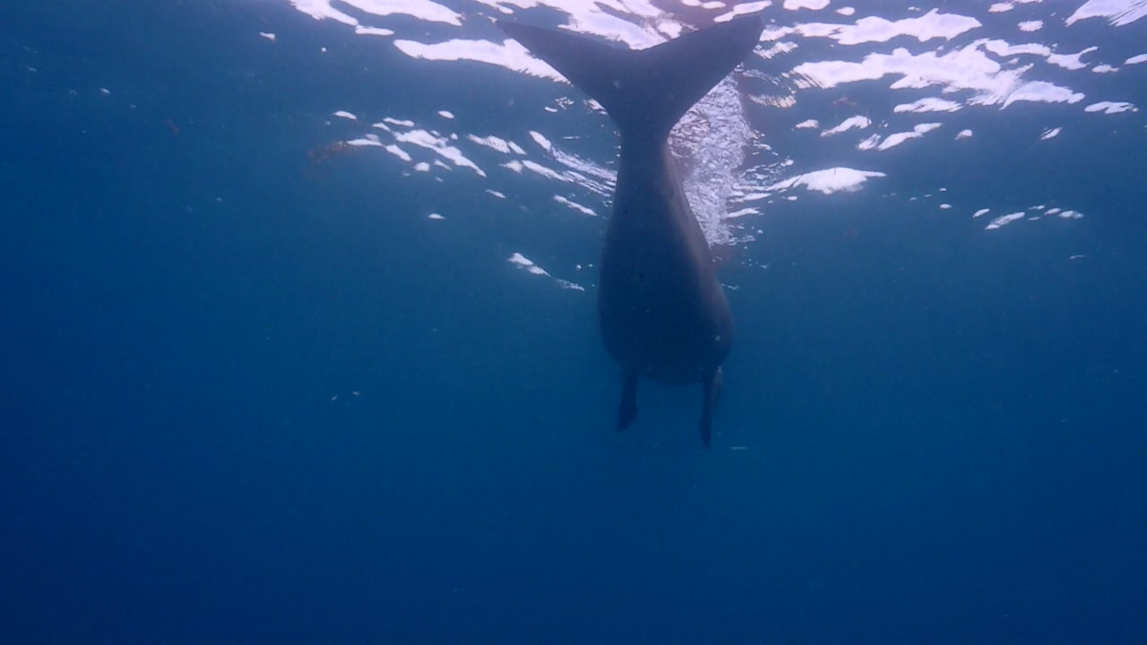 Palawan Coron W Dive Resort Dugong