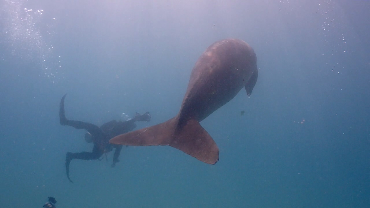 Palawan Coron W Dive Resort Dugong