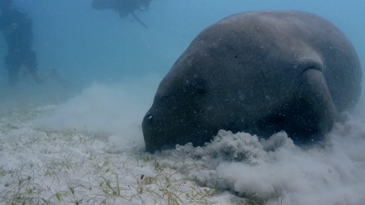 Palawan Coron W Dive Resort Dugong