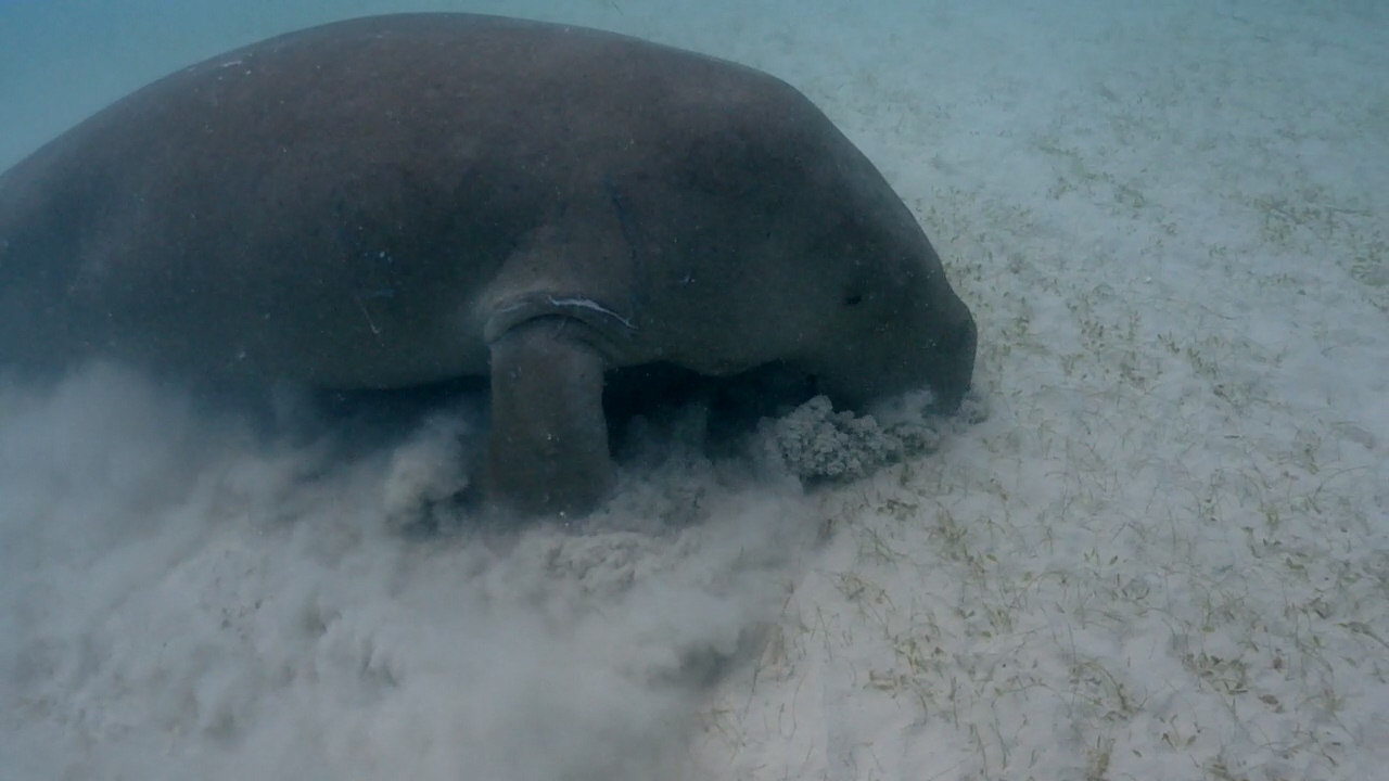 Palawan Coron W Dive Resort Dugong