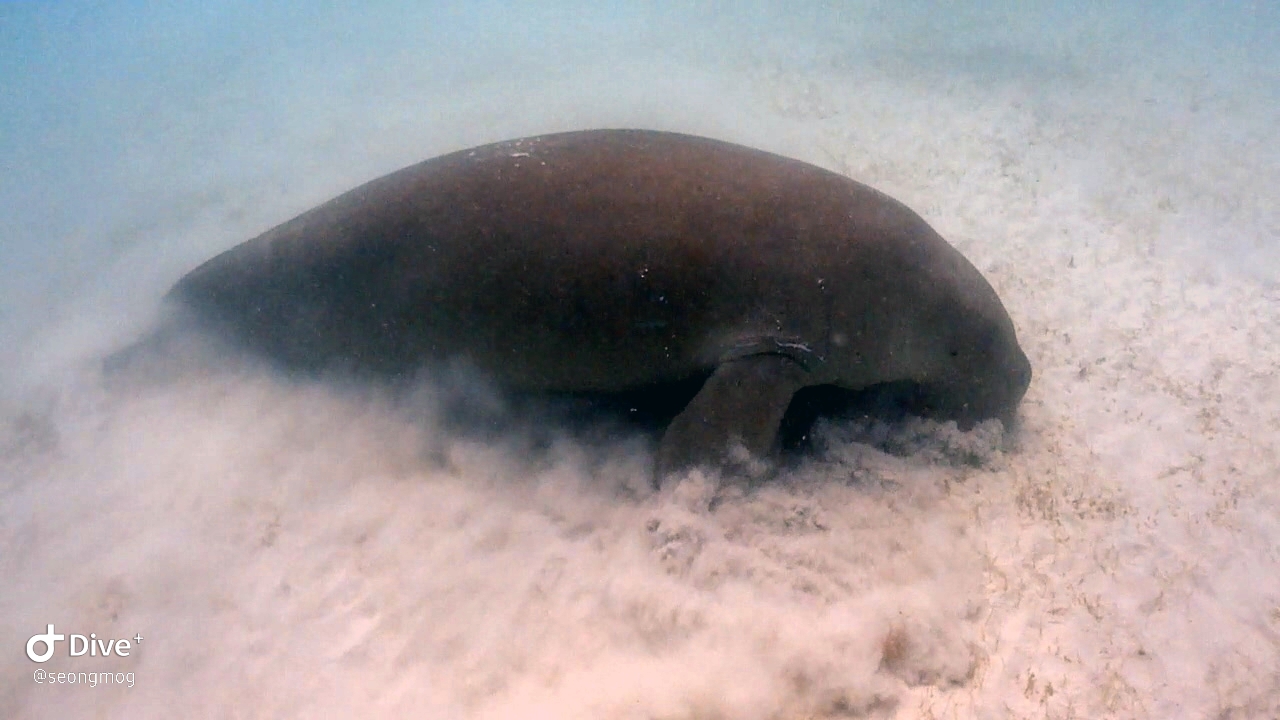 Palawan Coron W Dive Resort - Dugong