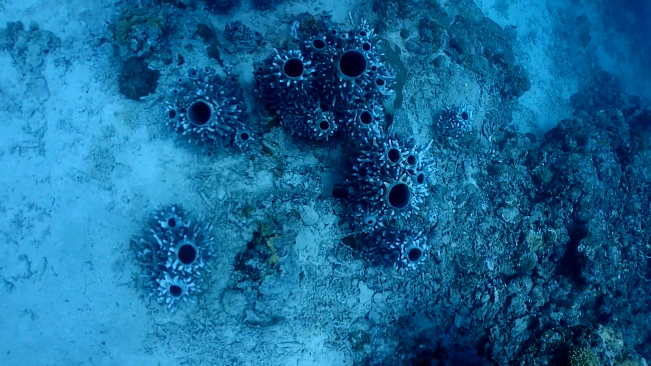 Palawan Coron W Dive Resort Barge Philippines Wreck
