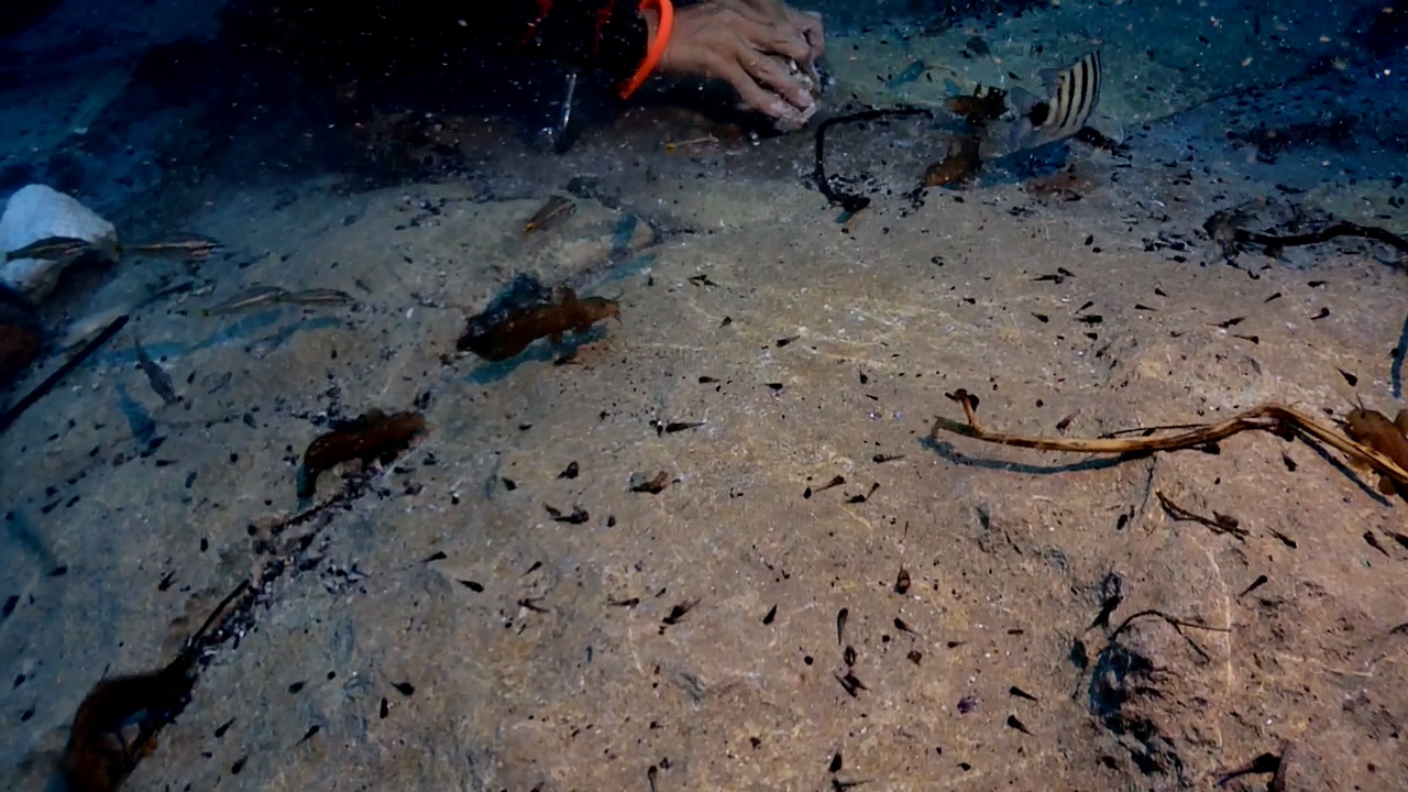 Palawan Coron W Dive Resort Barracuda Lake