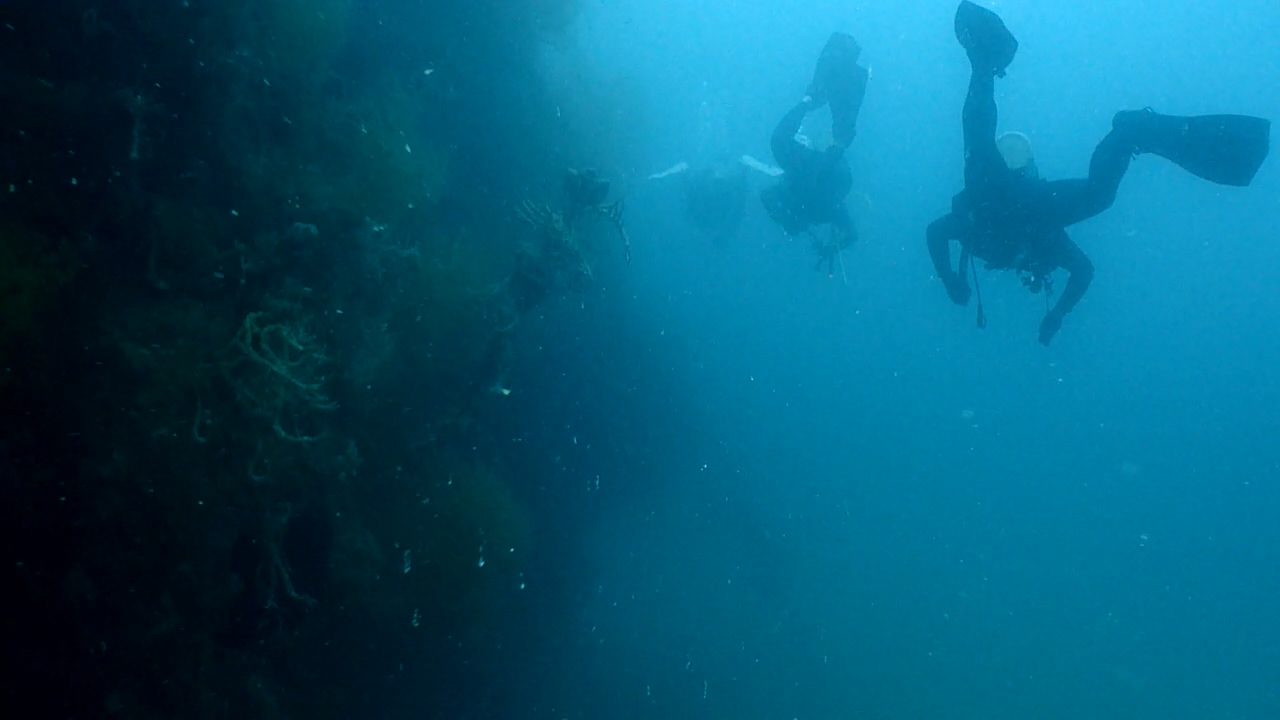 Palawan Coron W Dive Center - Malpadon (Silinder)