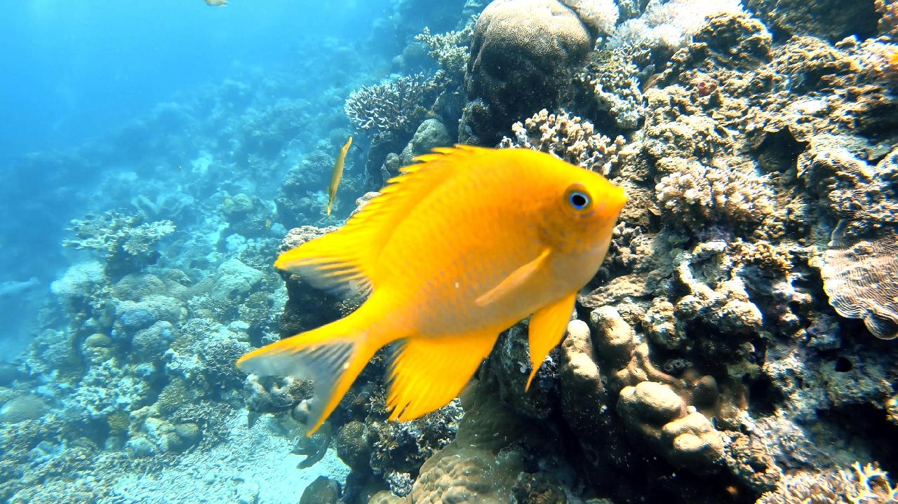CEBU SEAHORSE DIVE - Nalusuan sanctuary