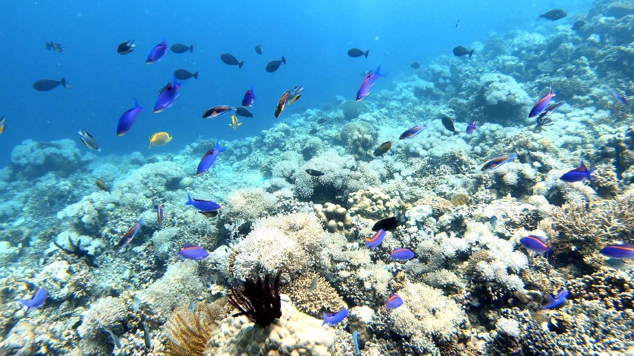CEBU SEAHORSE DIVE - Nalusuan sanctuary