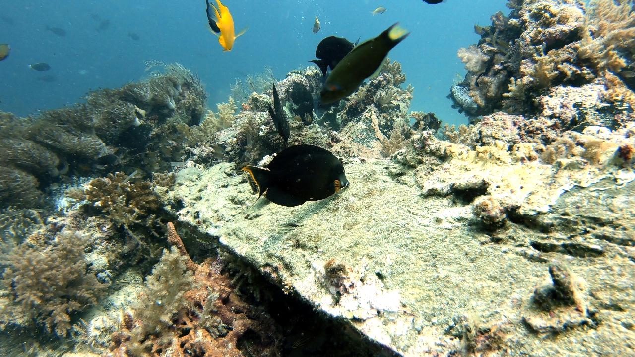 CEBU SEAHORSEDIVE - Hilutungan sanctuary