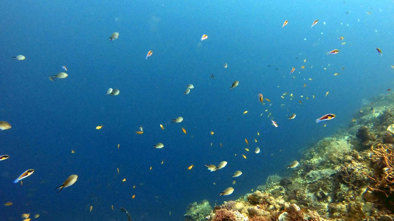 CEBU SEAHORSE DIVE - Marine station