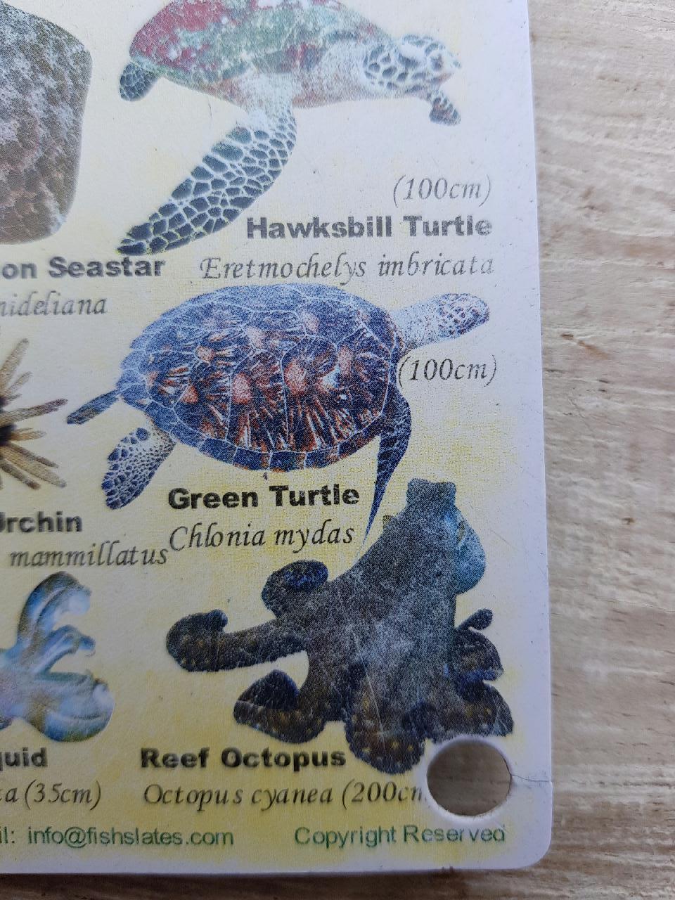 shark point. gili  - shark point