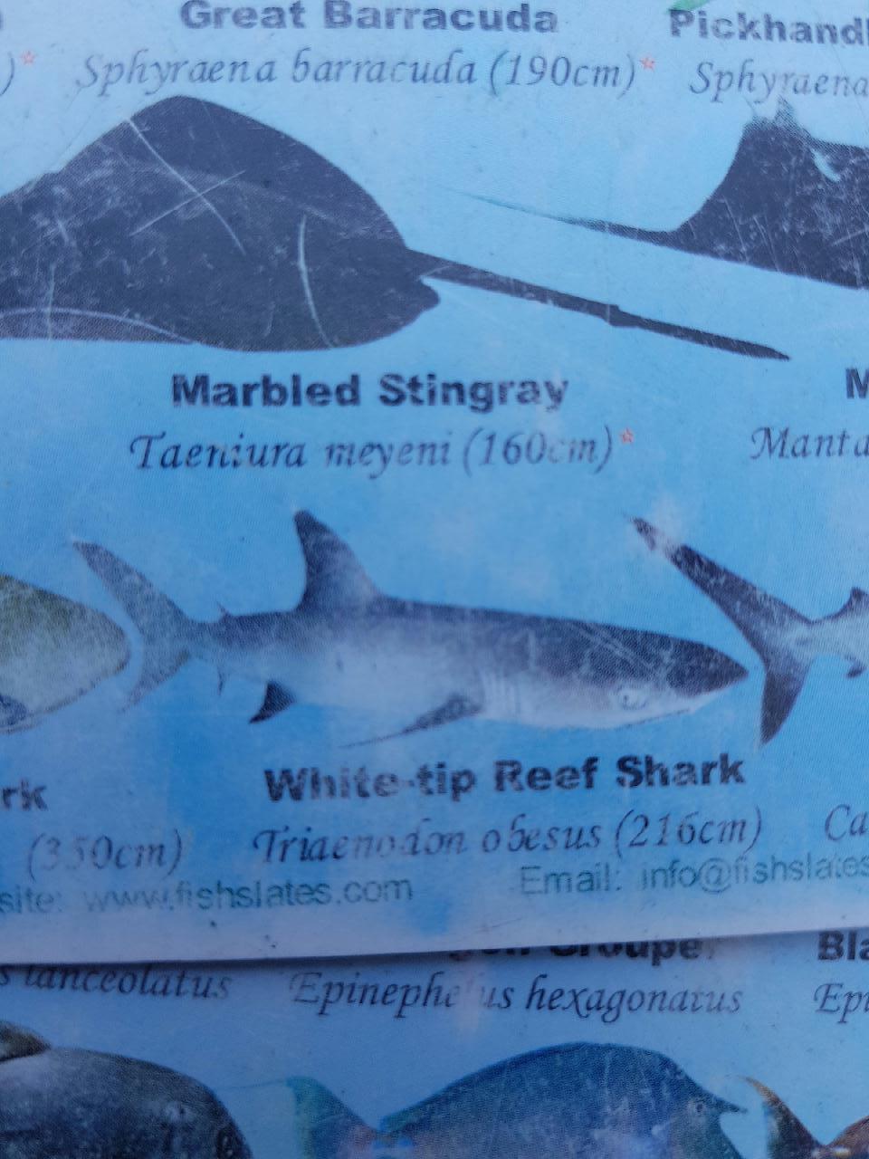 shark point. gili  - shark point