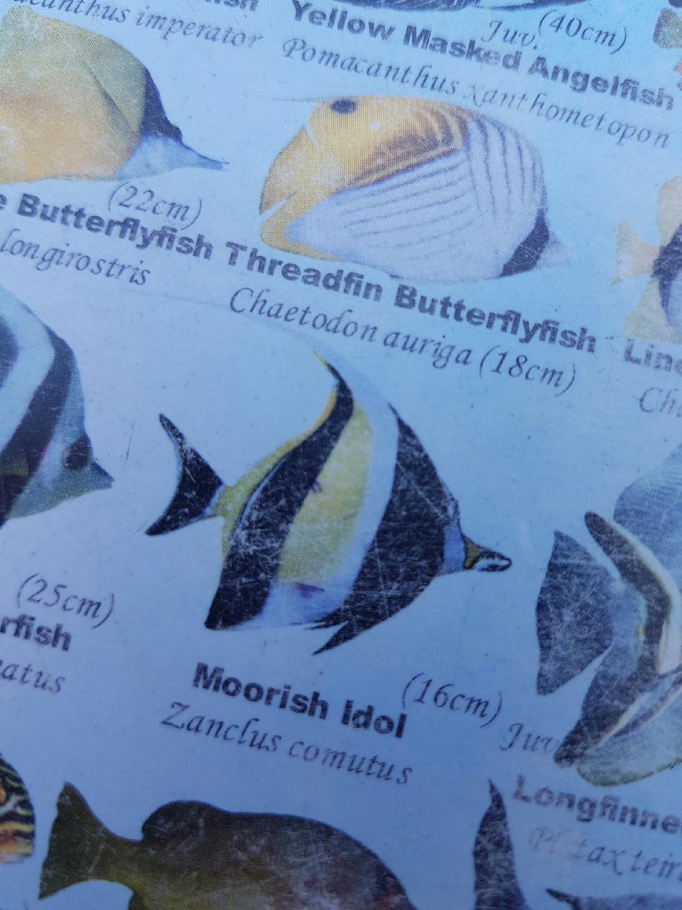 shark point. gili  - shark point