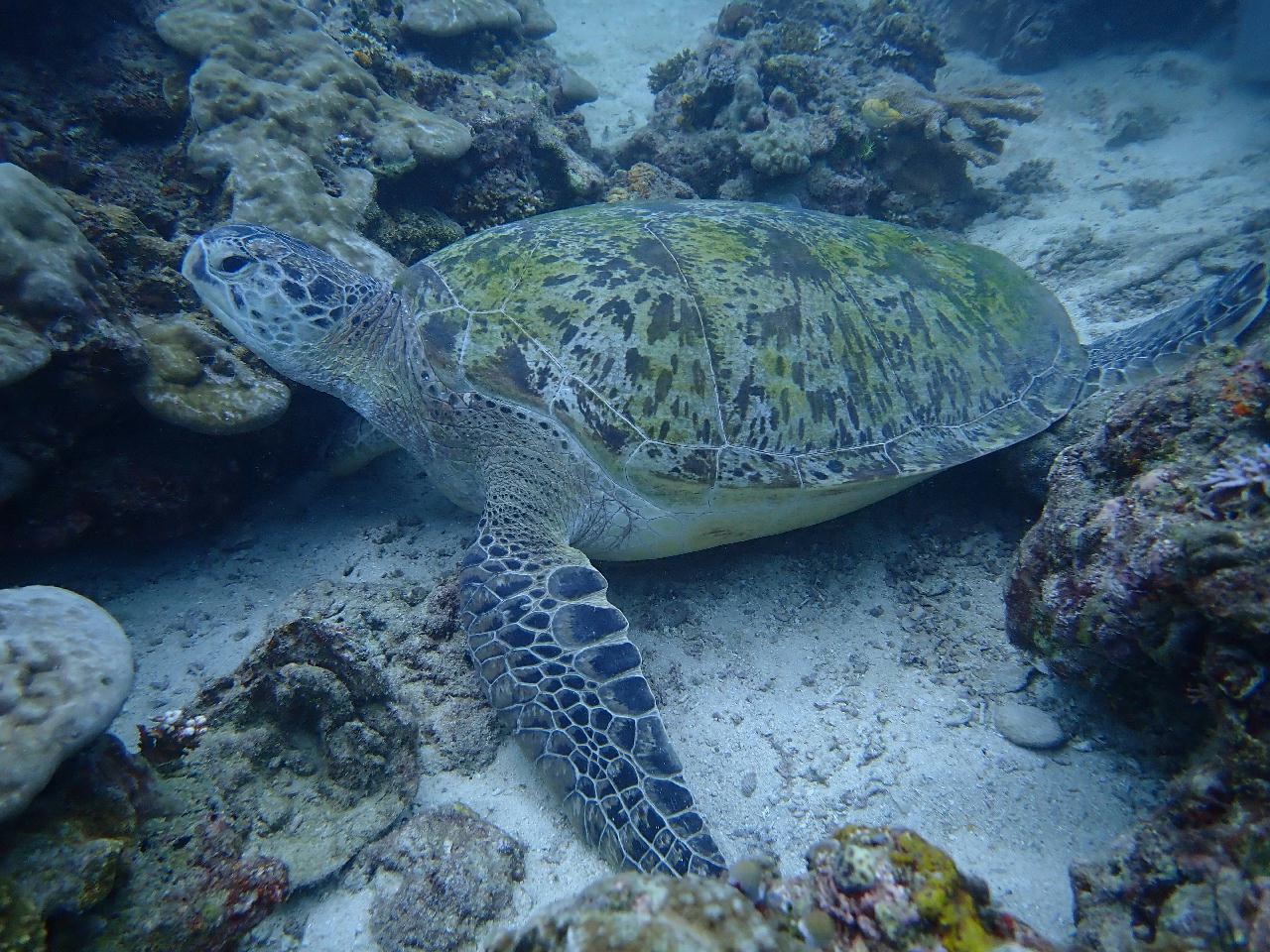 보라카이 해외 첫 다이빙 하루에 3깡씩 2틀 다이빙^^